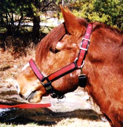 red halter